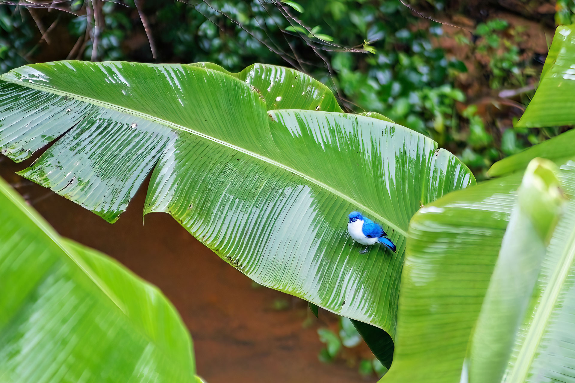Blauvanga (Cyanolanius madagascarinus)